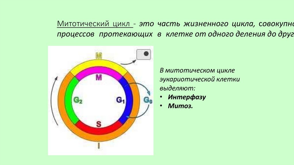 Митотический цикл - это часть жизненного цикла, совокупность процессов протекающих в клетке от одного деления до другого.