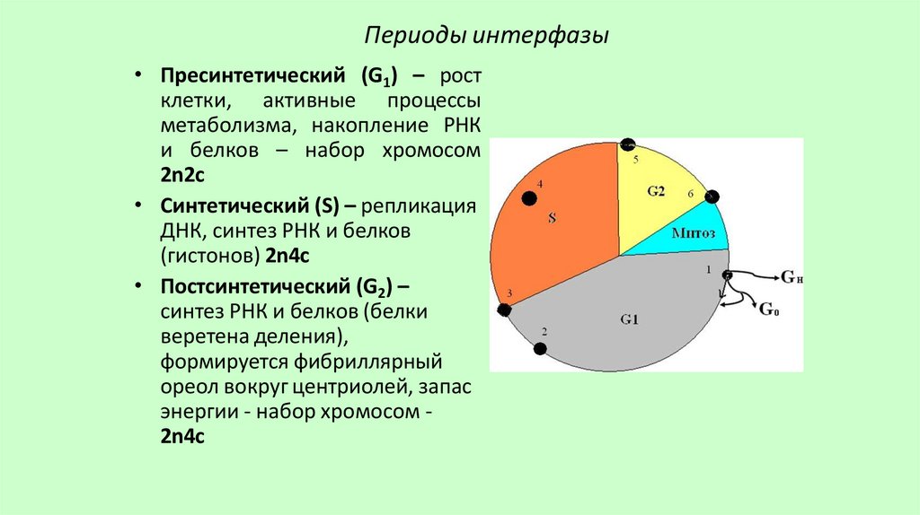 Периоды интерфазы