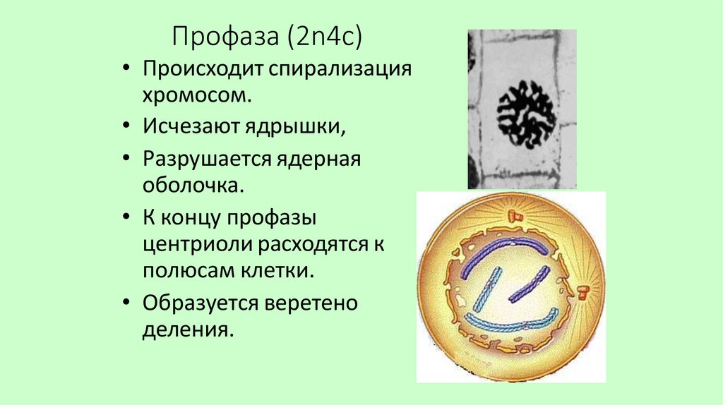 Профаза (2n4c)