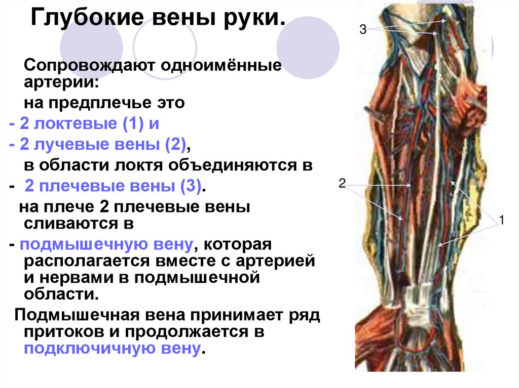 Глубокие вены руки.