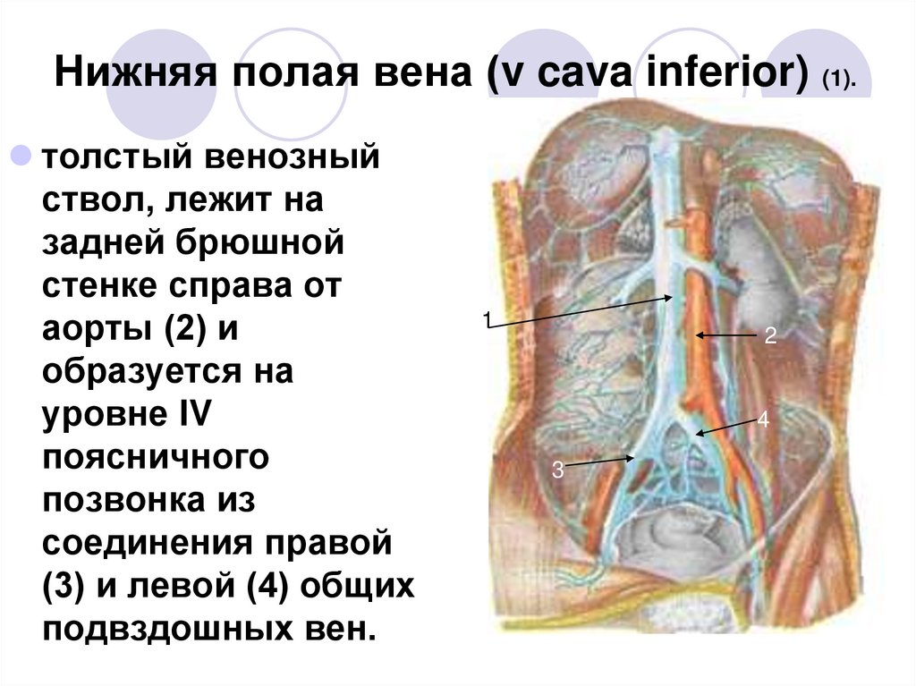 Нижняя полая вена (v cava inferior) (1).