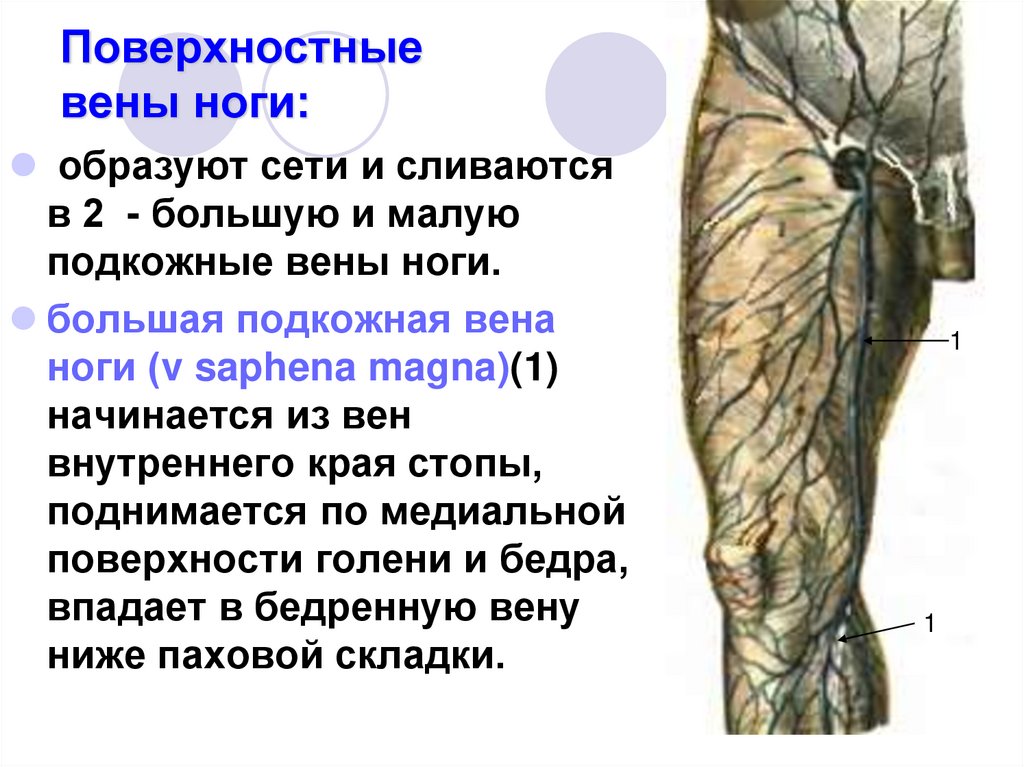 Поверхностные вены ноги: