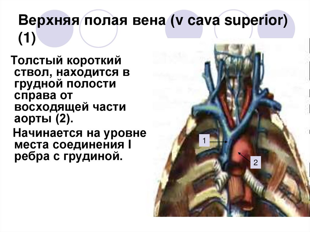 Верхняя полая вена (v cava superior) (1)