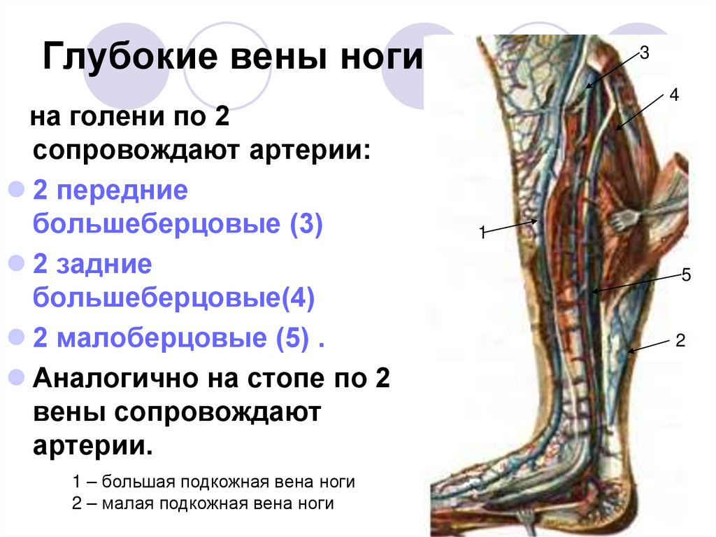Глубокие вены ноги: