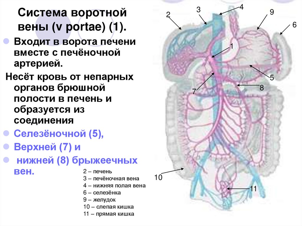 Система воротной вены (v portae) (1).