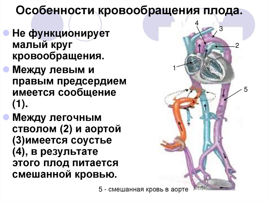 Особенности кровообращения плода.