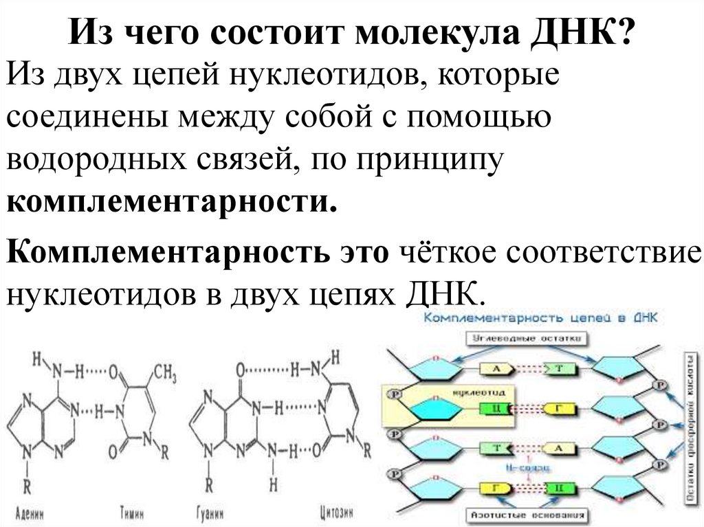 Из чего состоит молекула ДНК?