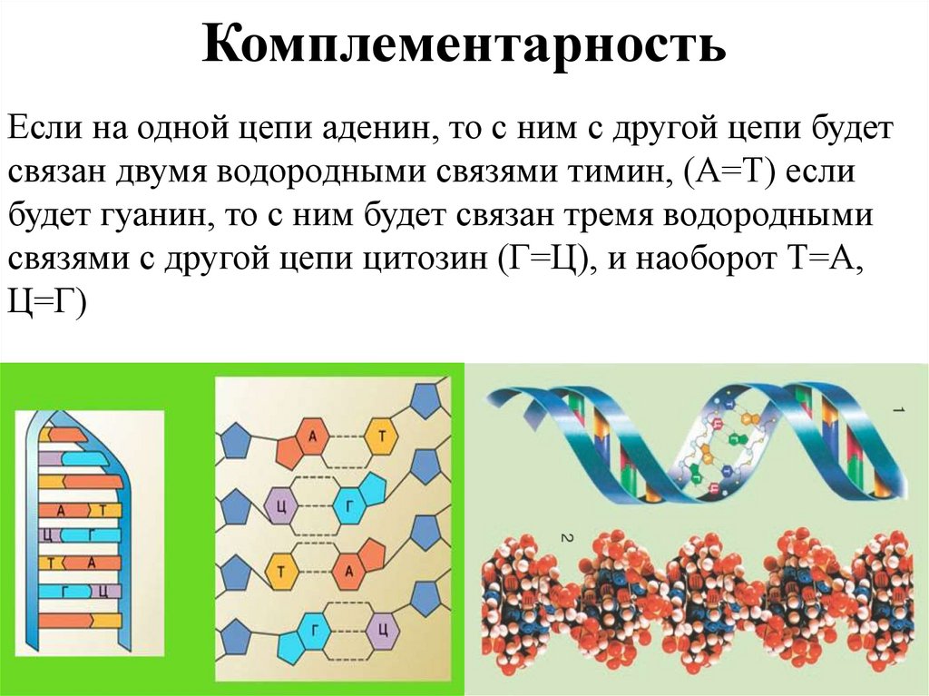 Комплементарность