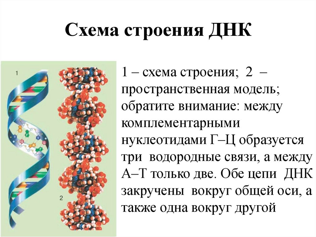 Схема строения ДНК