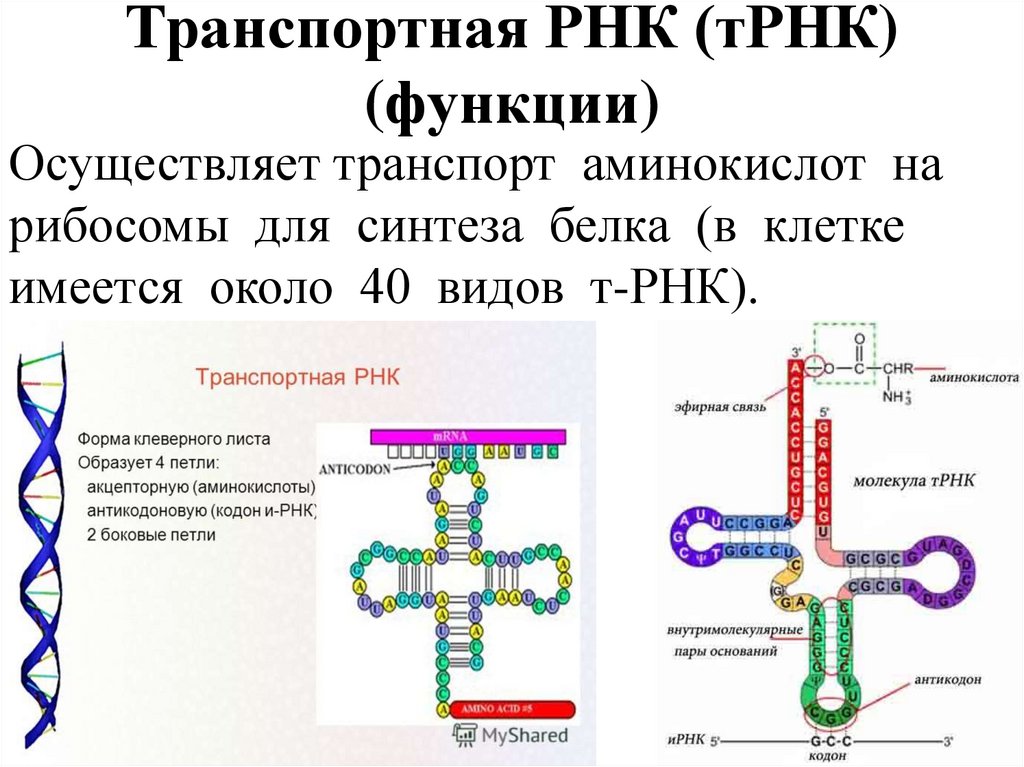 Транспортная РНК (тРНК) (функции)