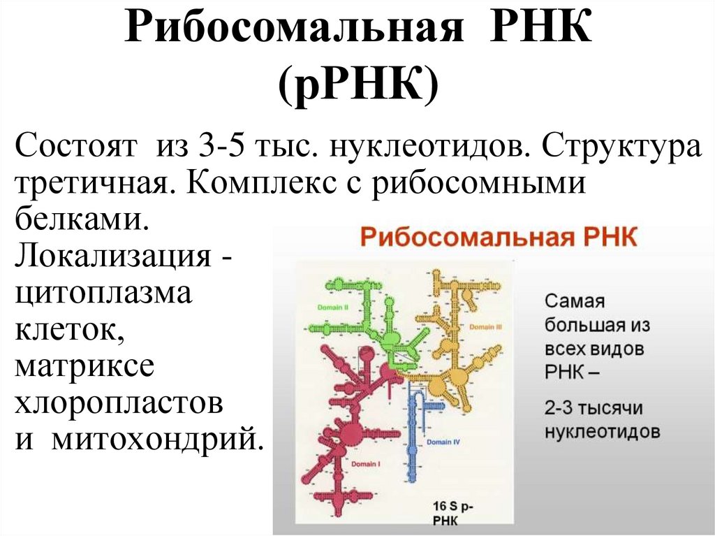 Рибосомальная РНК (рРНК)