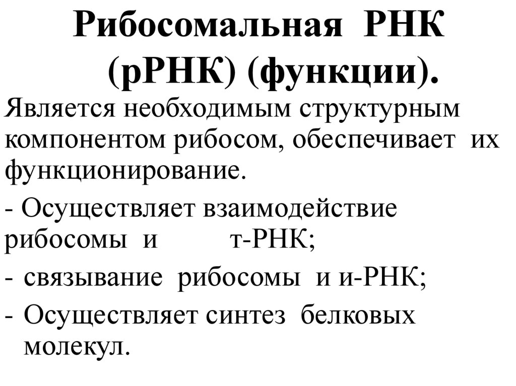 Рибосомальная РНК (рРНК) (функции).