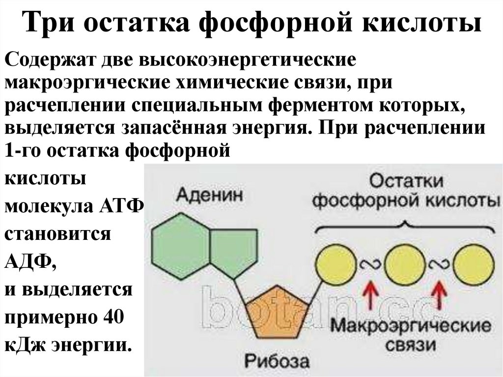 Три остатка фосфорной кислоты