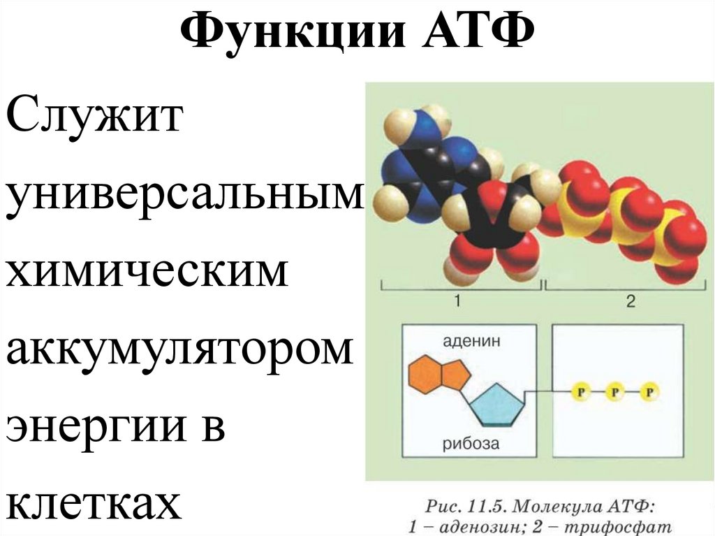 Функции АТФ