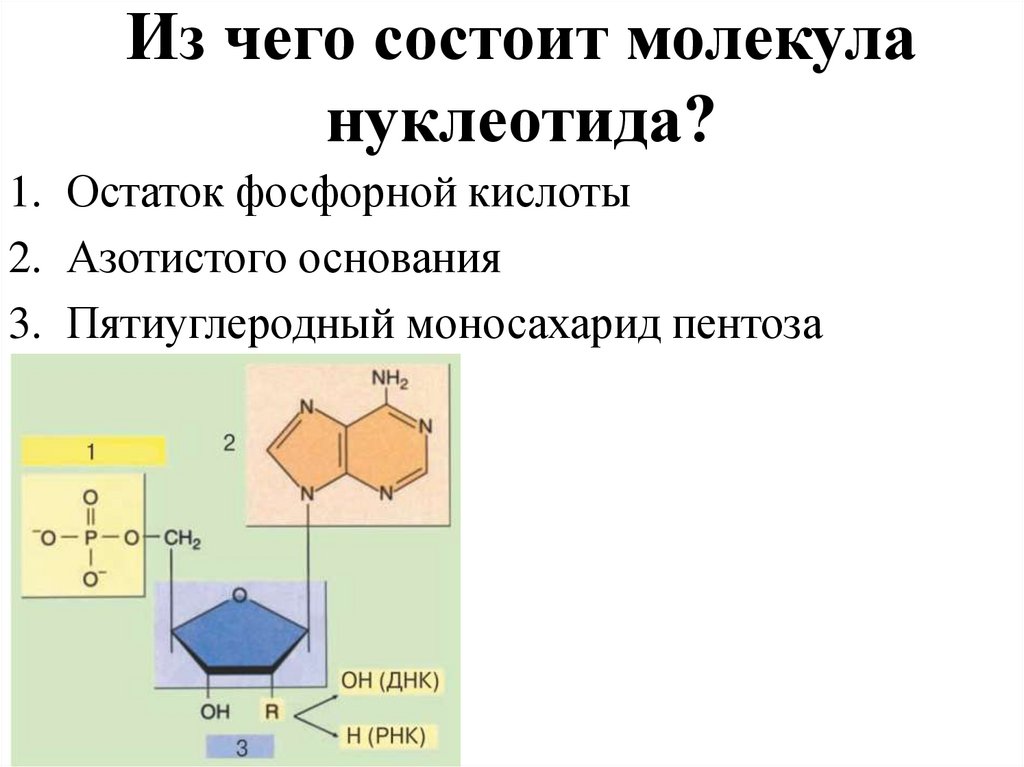 Из чего состоит молекула нуклеотида?