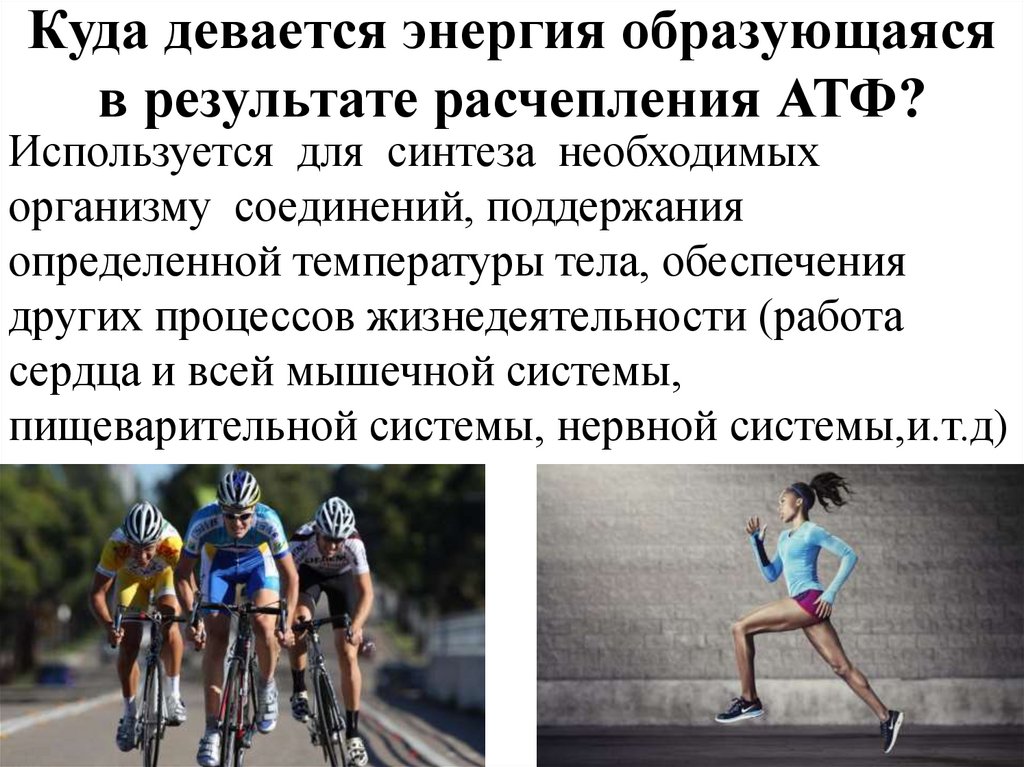 Куда девается энергия образующаяся в результате расчепления АТФ?