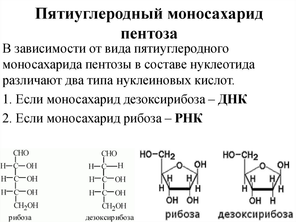 Пятиуглеродный моносахарид пентоза