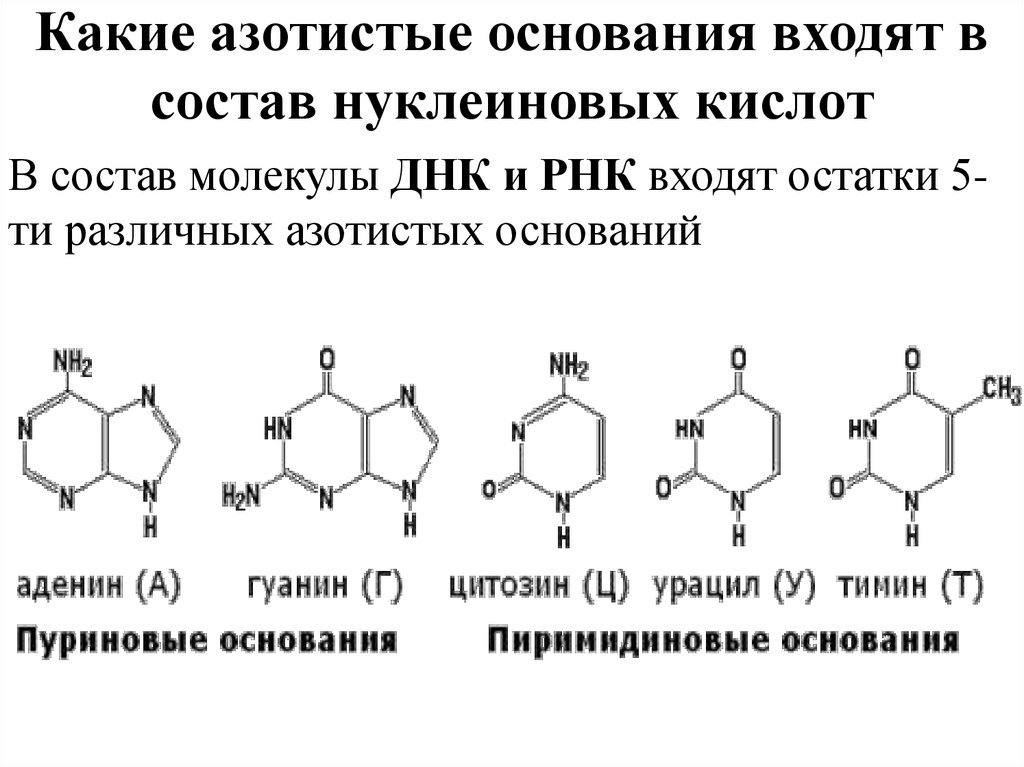Какие азотистые основания входят в состав нуклеиновых кислот