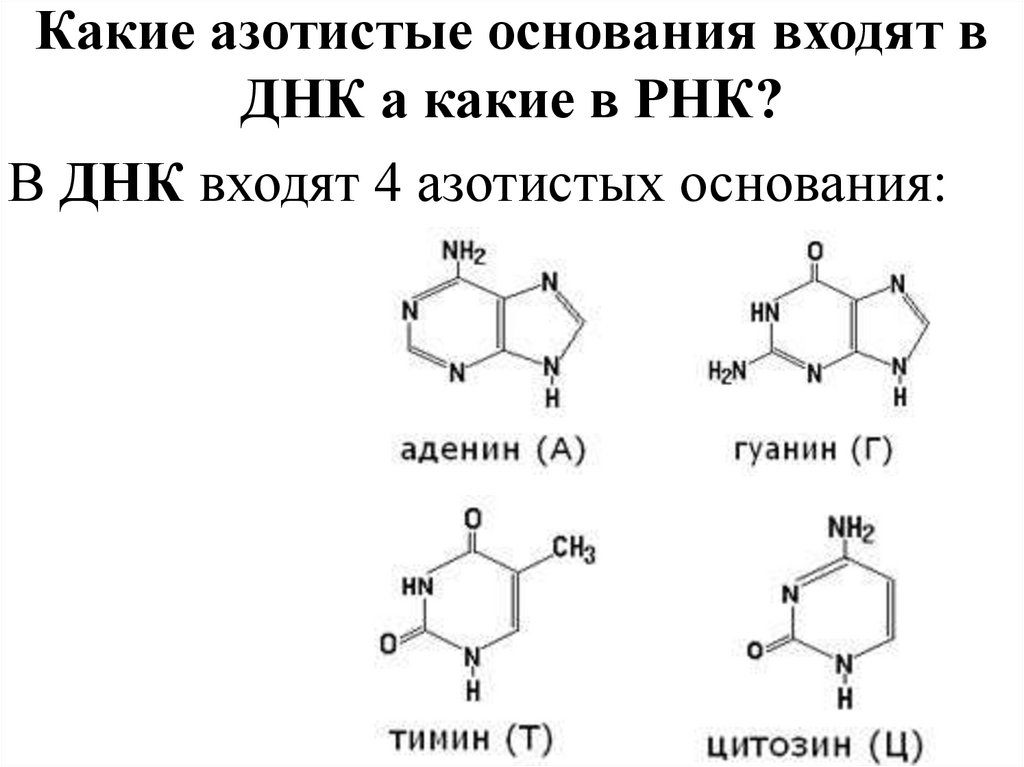 Какие азотистые основания входят в ДНК а какие в РНК?