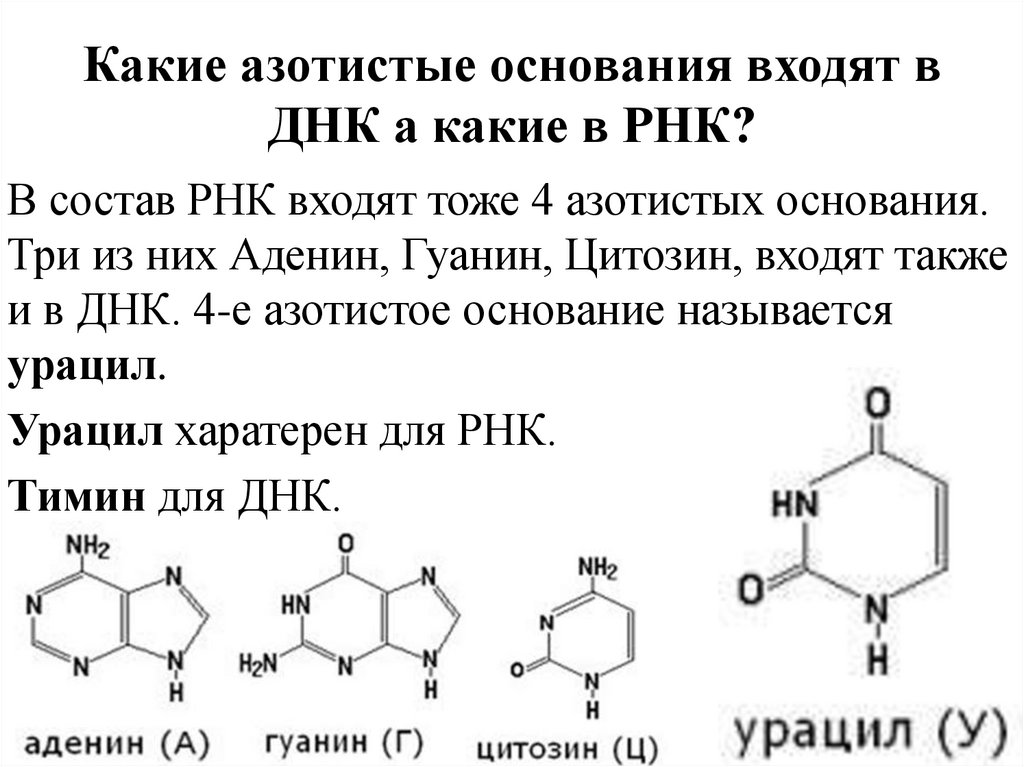 Какие азотистые основания входят в ДНК а какие в РНК?