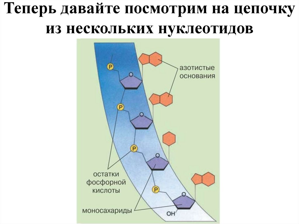 Теперь давайте посмотрим на цепочку из нескольких нуклеотидов