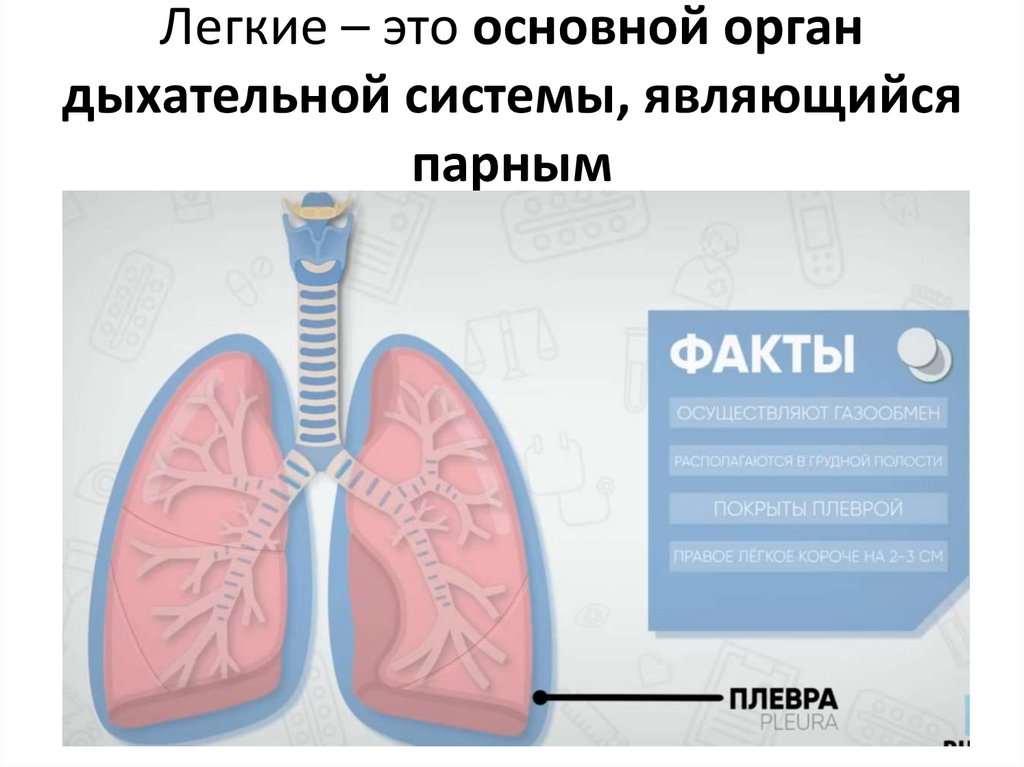 Легкие – это основной орган дыхательной системы, являющийся парным
