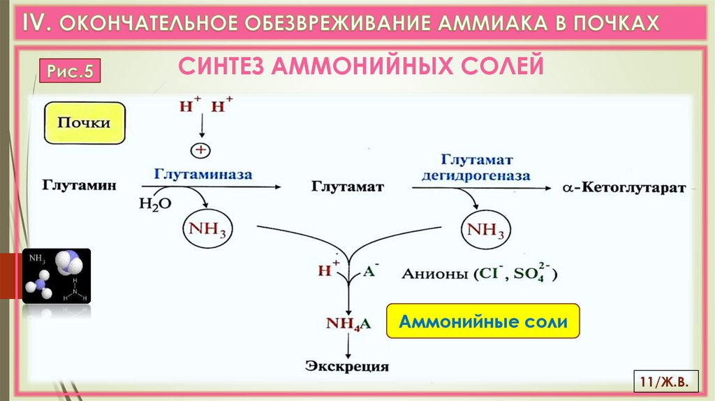 IV. ОКОНЧАТЕЛЬНОЕ ОБЕЗВРЕЖИВАНИЕ АММИАКА В ПОЧКАХ