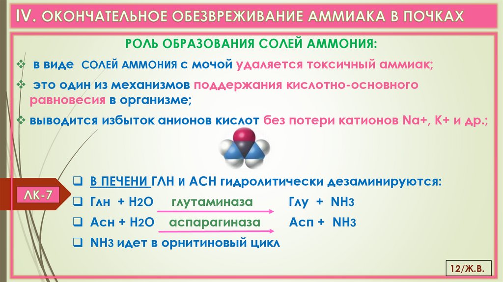 IV. ОКОНЧАТЕЛЬНОЕ ОБЕЗВРЕЖИВАНИЕ АММИАКА В ПОЧКАХ