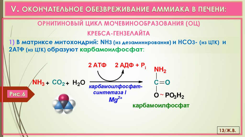 V. ОКОНЧАТЕЛЬНОЕ ОБЕЗВРЕЖИВАНИЕ АММИАКА В ПЕЧЕНИ: