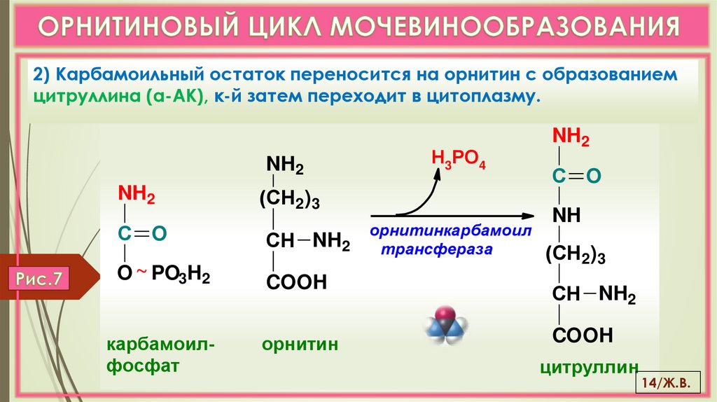 ОРНИТИНОВЫЙ ЦИКЛ МОЧЕВИНООБРАЗОВАНИЯ