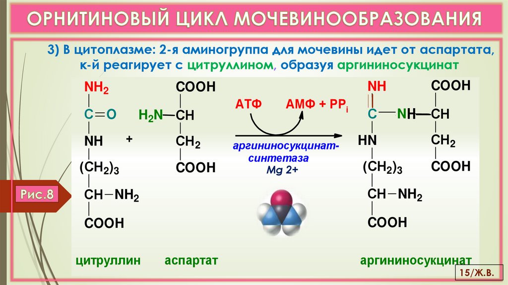 ОРНИТИНОВЫЙ ЦИКЛ МОЧЕВИНООБРАЗОВАНИЯ