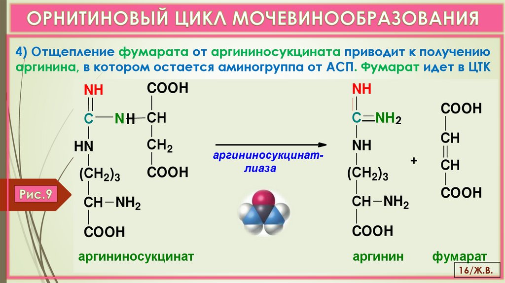 ОРНИТИНОВЫЙ ЦИКЛ МОЧЕВИНООБРАЗОВАНИЯ