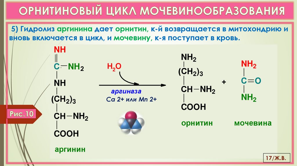 ОРНИТИНОВЫЙ ЦИКЛ МОЧЕВИНООБРАЗОВАНИЯ