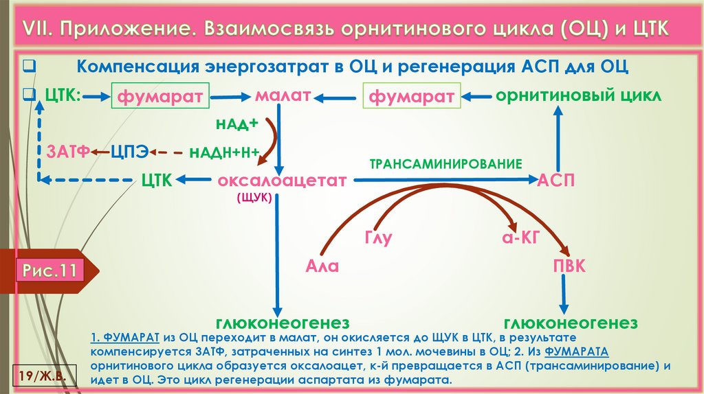 VII. Приложение. Взаимосвязь орнитинового цикла (ОЦ) и ЦТК