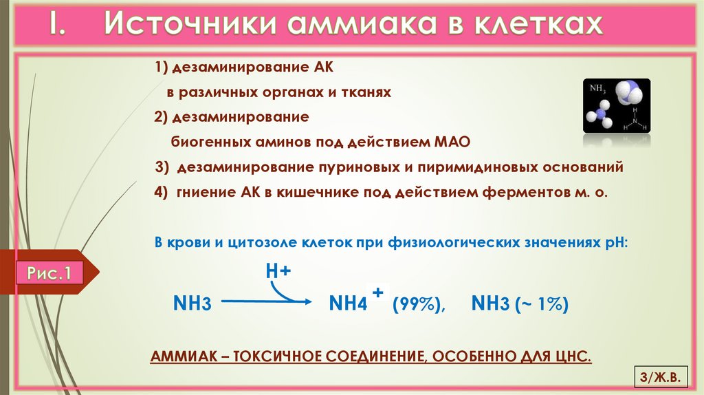 I. Источники аммиака в клетках