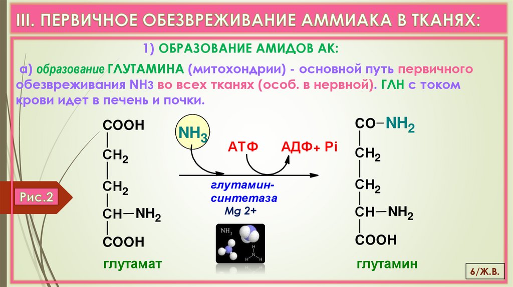 III. ПЕРВИЧНОЕ ОБЕЗВРЕЖИВАНИЕ АММИАКА В ТКАНЯХ: