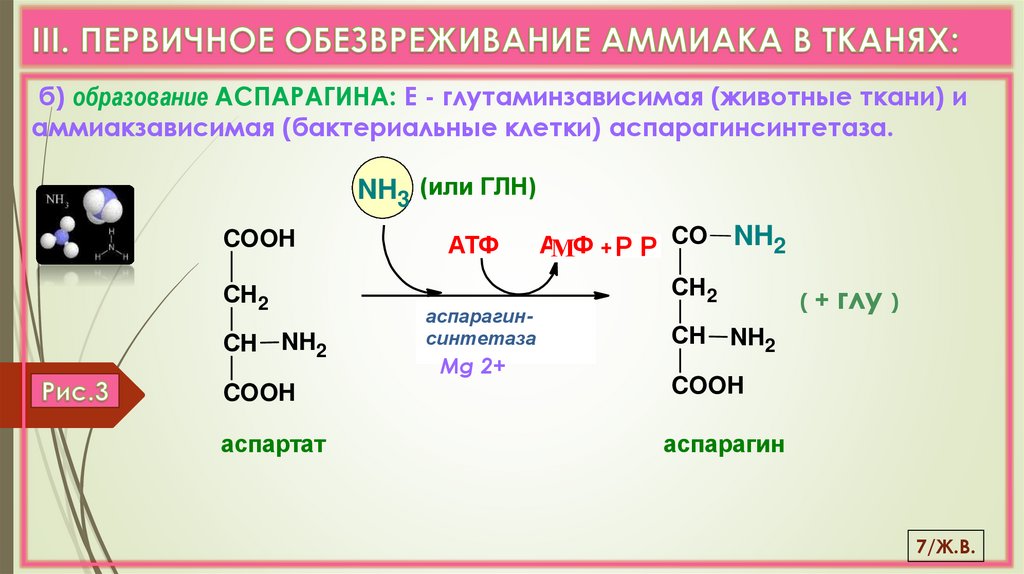 III. ПЕРВИЧНОЕ ОБЕЗВРЕЖИВАНИЕ АММИАКА В ТКАНЯХ: