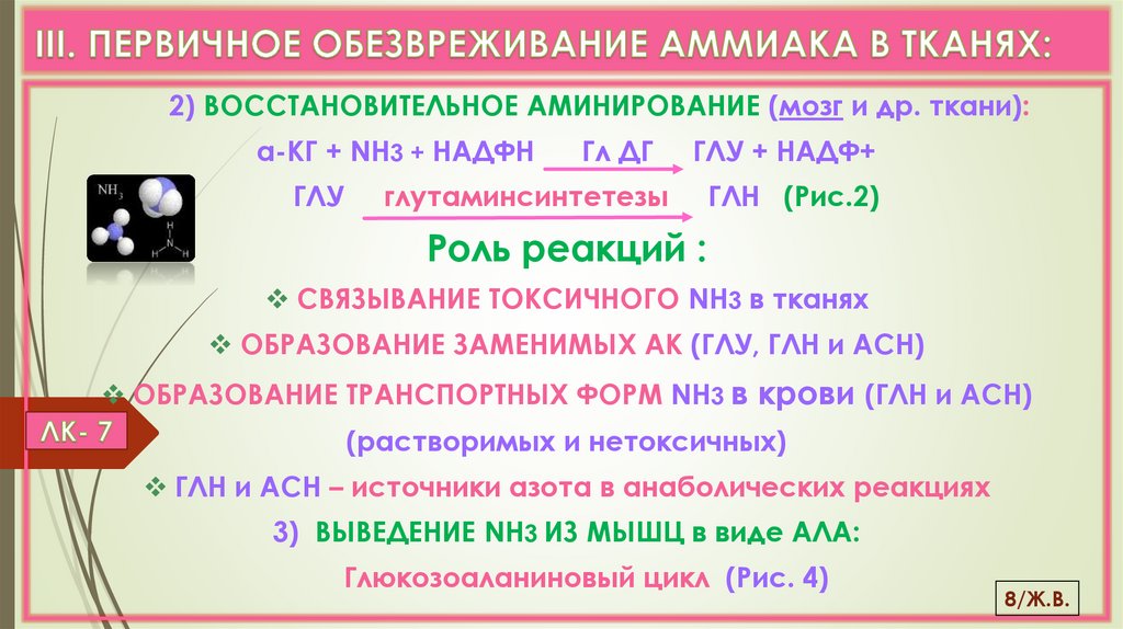 III. ПЕРВИЧНОЕ ОБЕЗВРЕЖИВАНИЕ АММИАКА В ТКАНЯХ: