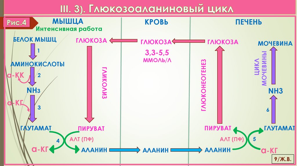 III. 3). Глюкозоаланиновый цикл