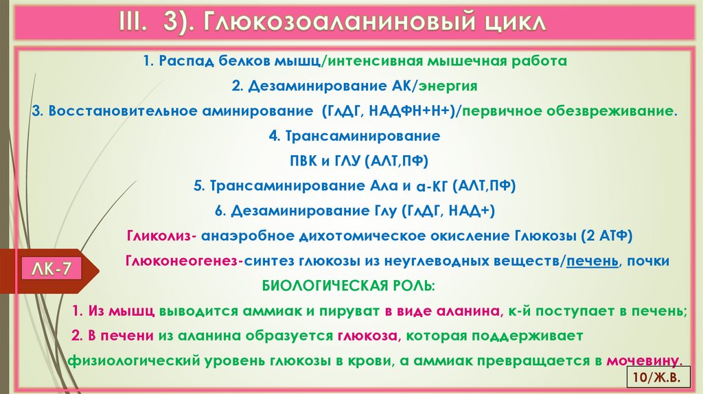 III. 3). Глюкозоаланиновый цикл