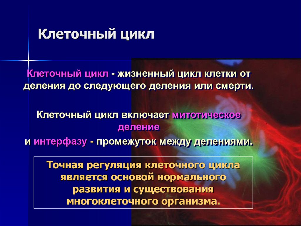 Клеточный цикл