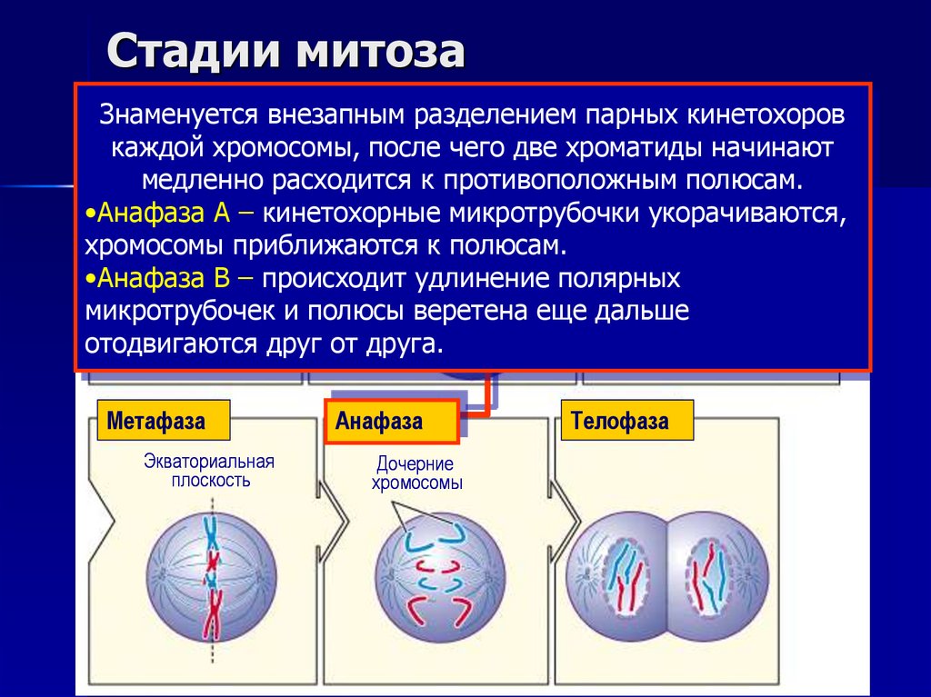 Стадии митоза