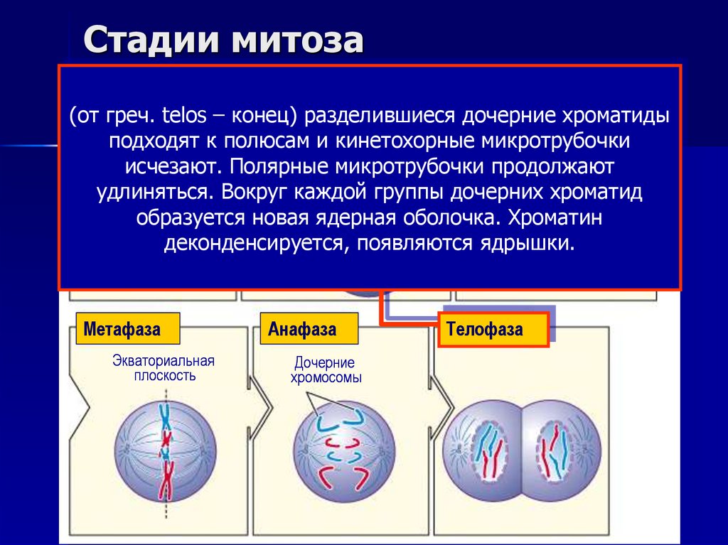 Стадии митоза