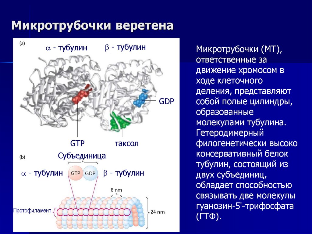 Микротрубочки веретена