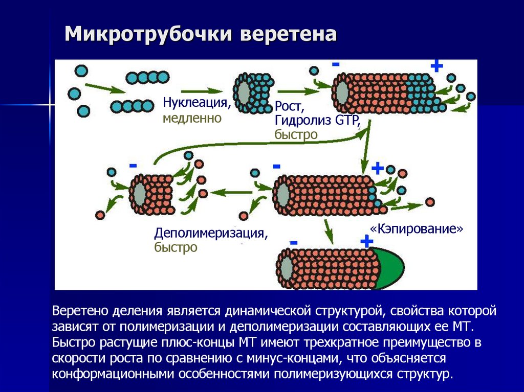 Микротрубочки веретена