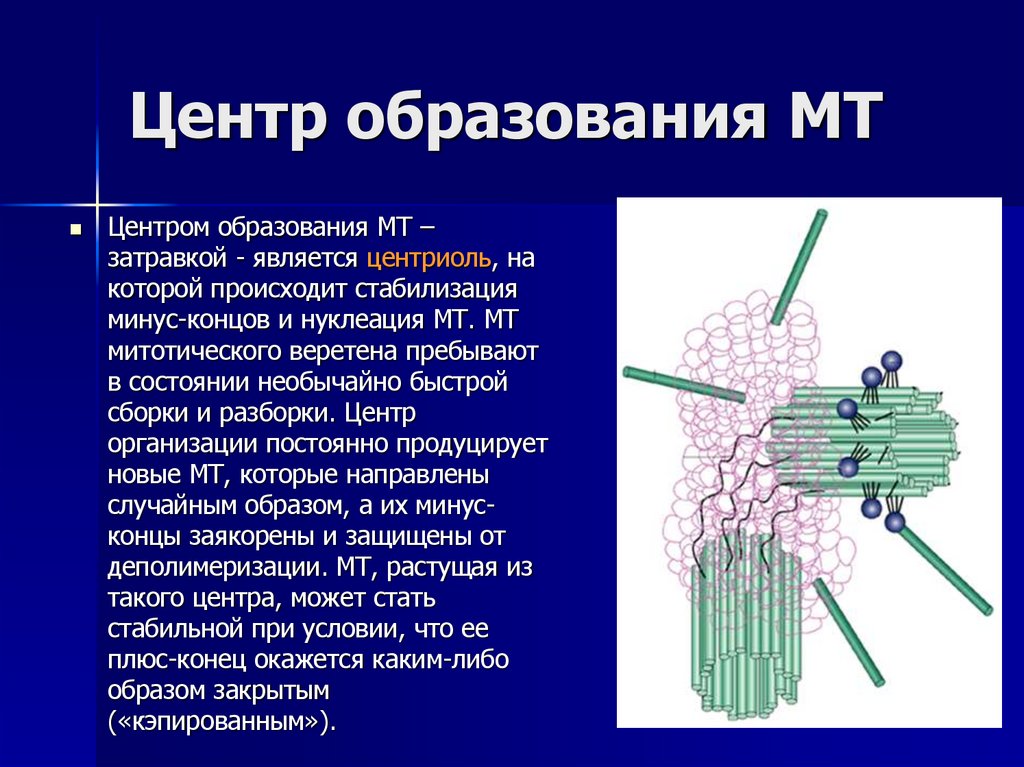 Центр образования МТ