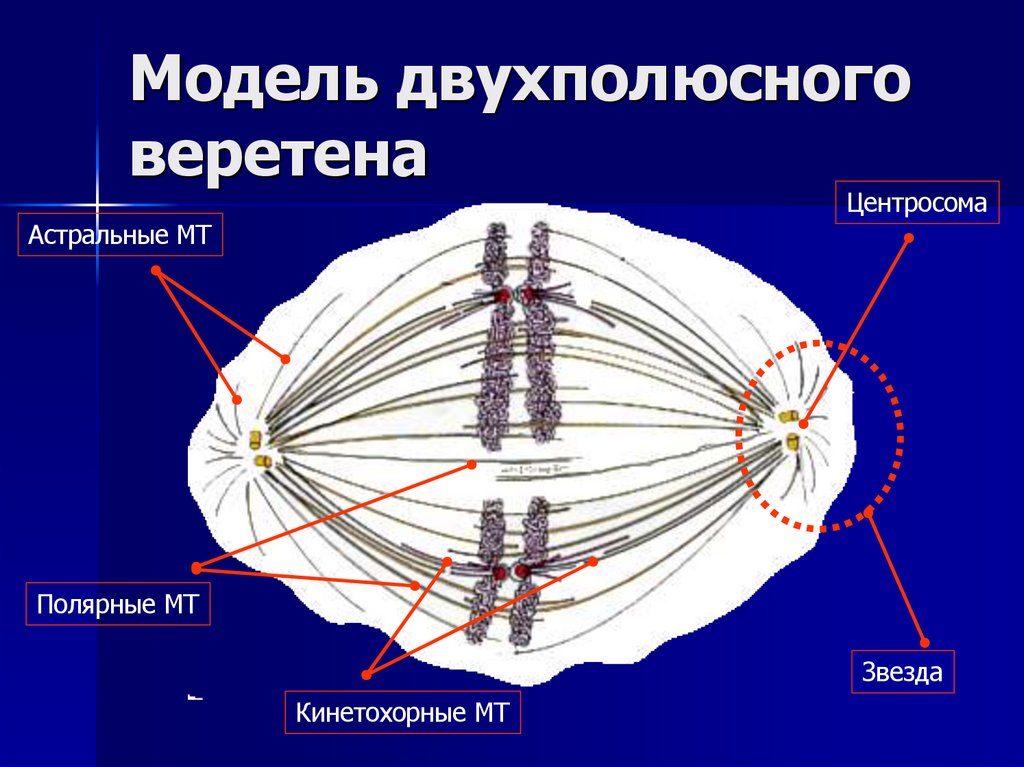 Модель двухполюсного веретена