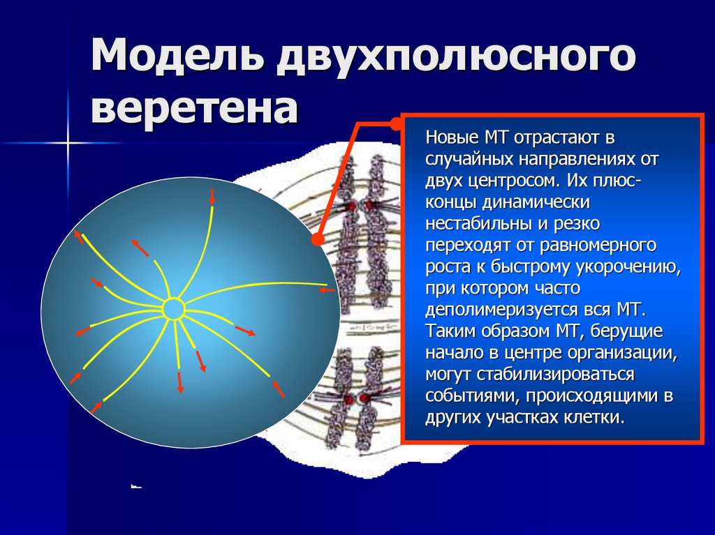 Модель двухполюсного веретена
