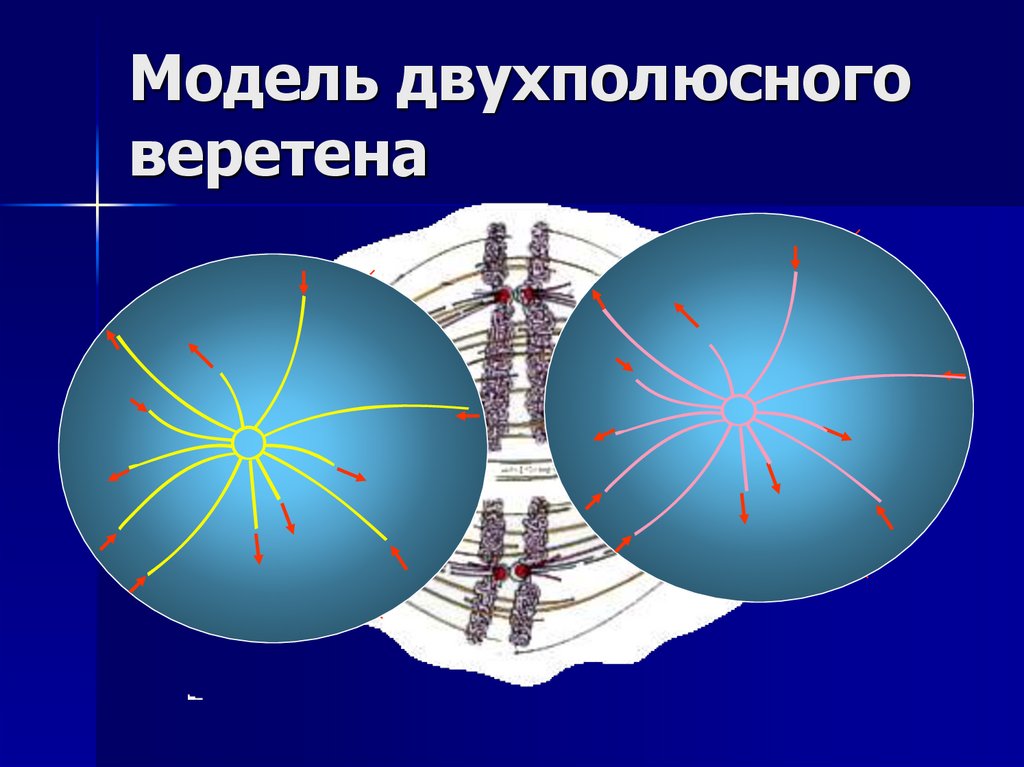 Модель двухполюсного веретена