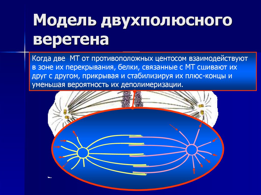 Модель двухполюсного веретена